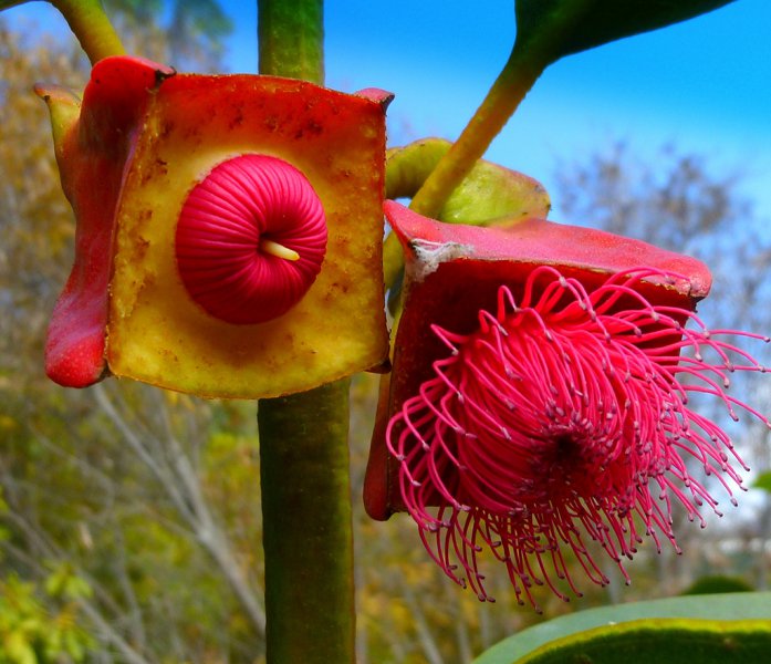 eucalyptus-tetraptera.jpg