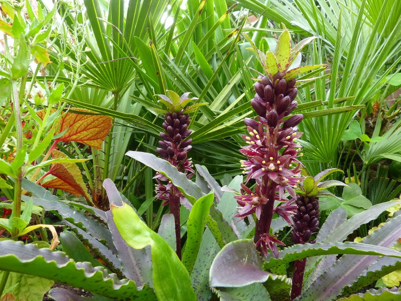 eucomis.JPG