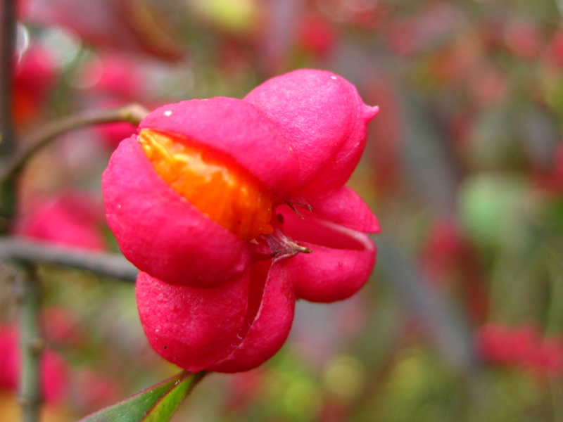 EUONYMUS  EUROPAEUS  RED  CASCADE 29-10-2008 11-29-31.JPG