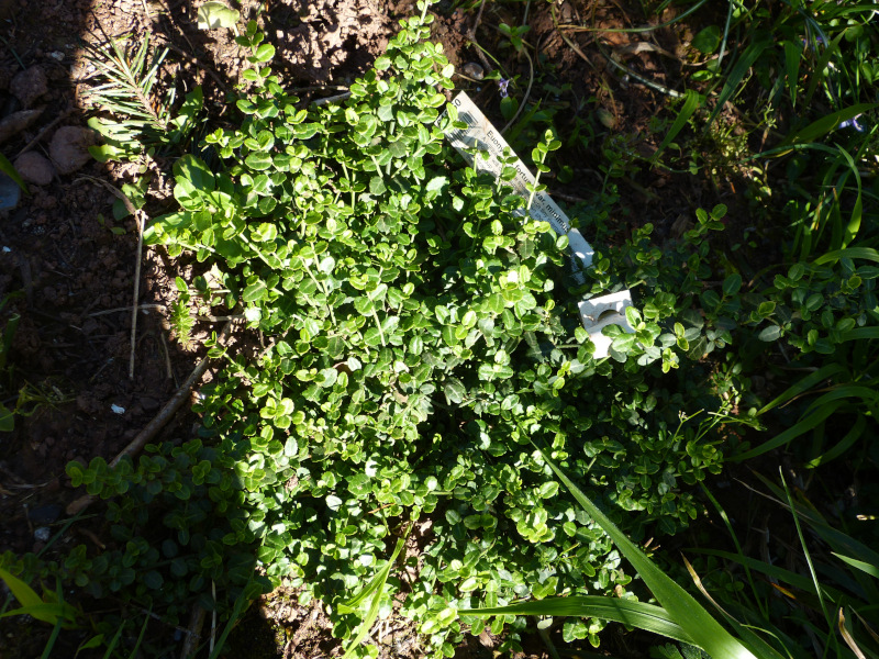 Euonymus fortunei minimus.JPG