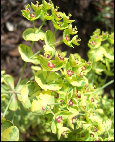 Euphorbia Ascot Rainbow.jpg