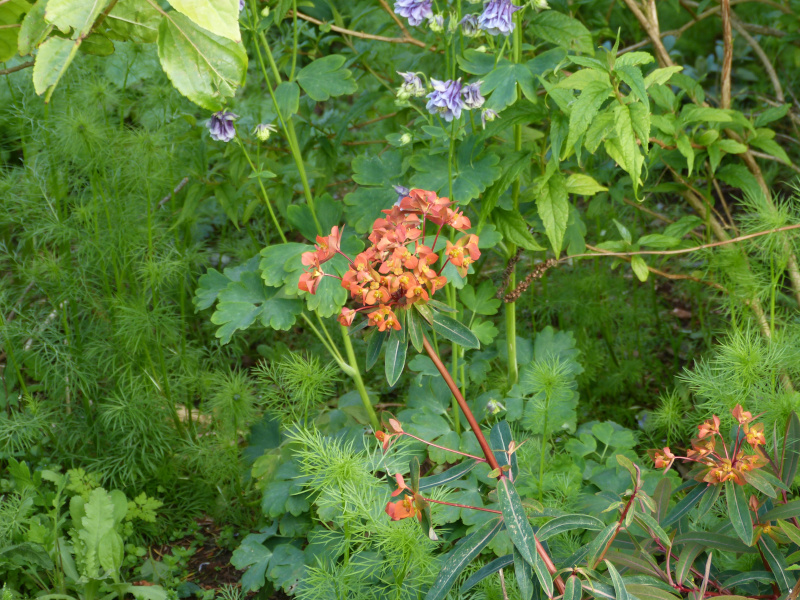 Euphorbia griffithi  Dixter.JPG