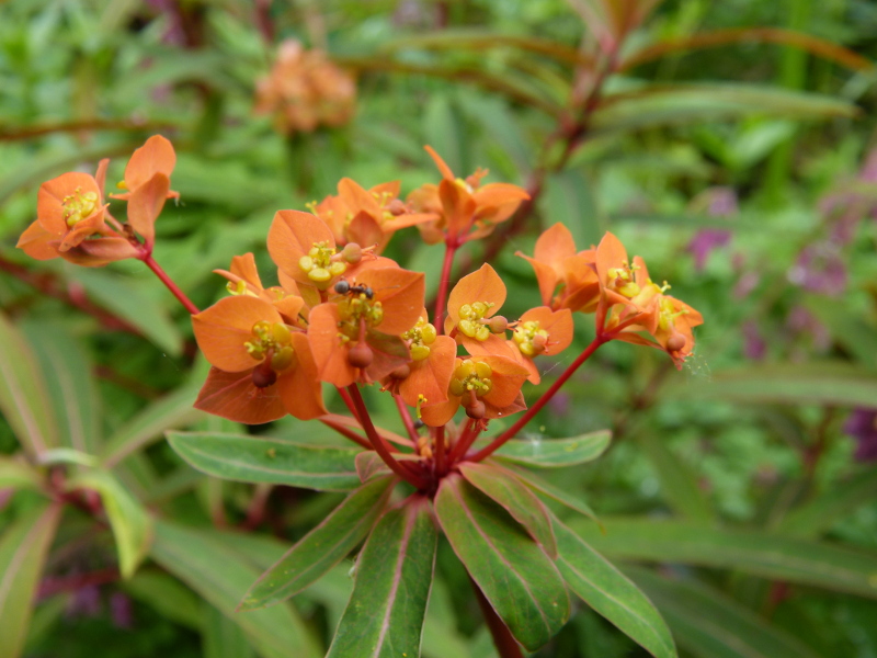 Euphorbia griffithii dixter.JPG