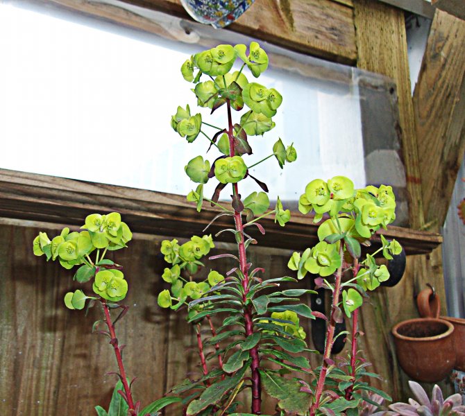 Euphorbia martinii.JPG