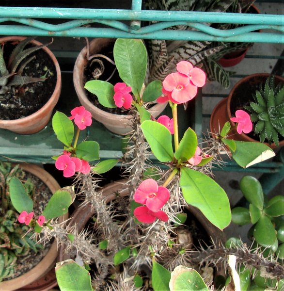 Euphorbia milii.JPG