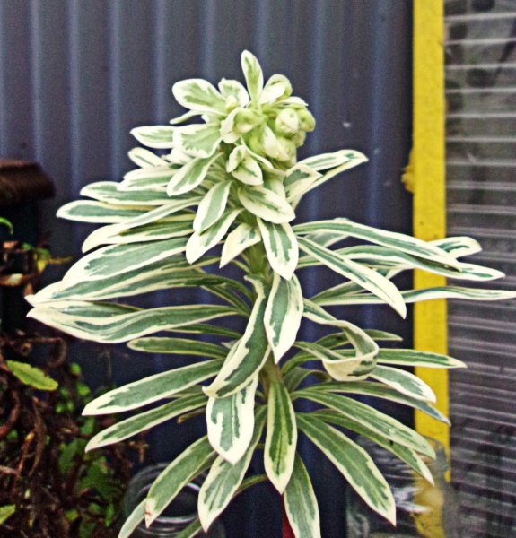 Euphorbia Silver Swan.JPG