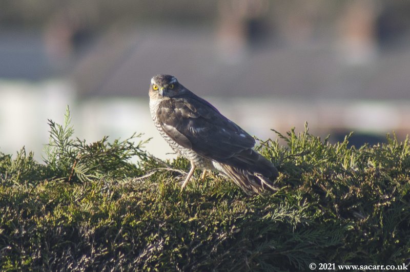 Eurasian sparrowhawk.jpg