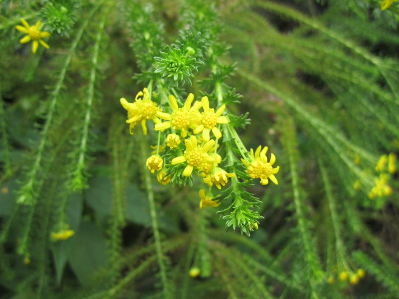 EURYOPS  VIRGINEUS 21-01-2012 14-37-13.JPG