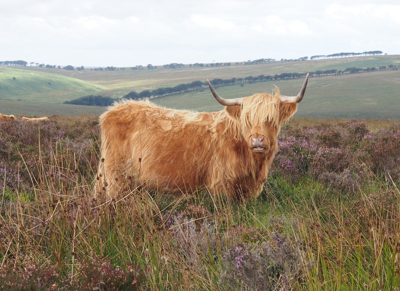 exmoor cattle.jpg