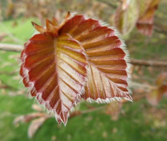 FAGUS SYLVATICA  ATROPURPUREA  BEECH 09-05-2020 11-17-57.JPG