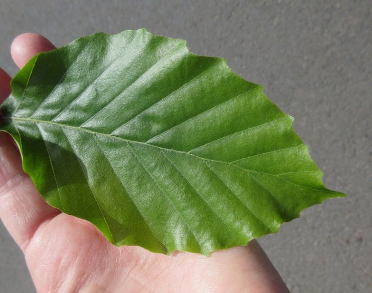 FAGUS  SYLVATICA  BEECH  TREE 24-05-2020 15-24-49.JPG