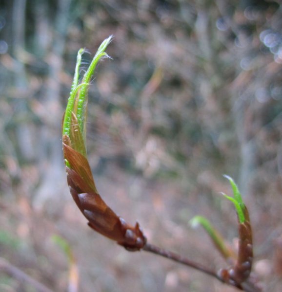 FAGUS  SYLVATICA  MERCEDES 02-05-2010 17-32-52.jpg