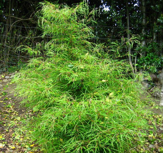 FAGUS  SYLVATICA  MERCEDES 17-05-2008 16-51-59.jpg