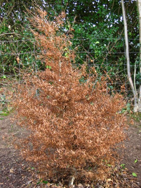 FAGUS  SYLVATICA  MERCEDES 21-11-2008 11-11-06.jpg