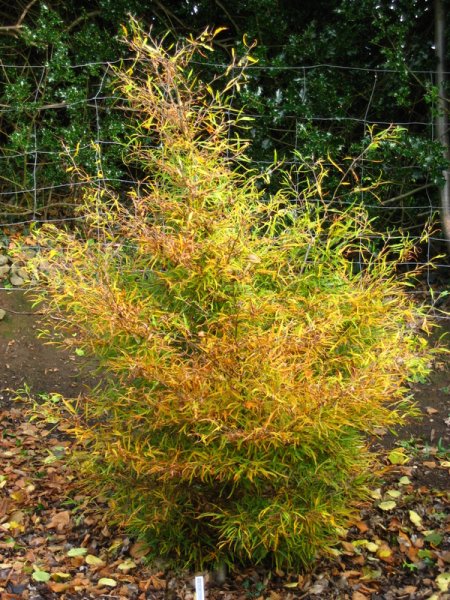 FAGUS  SYLVATICA  MERCEDES 29-10-2007 13-35-36.jpg