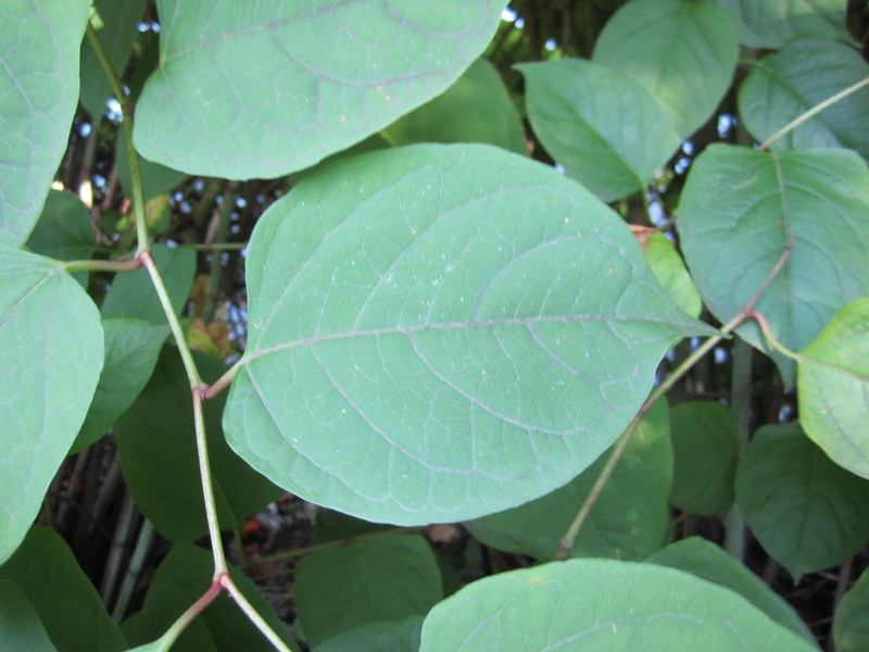 FALLOPIA  JAPONICA 23-07-2011 16-11-56.JPG