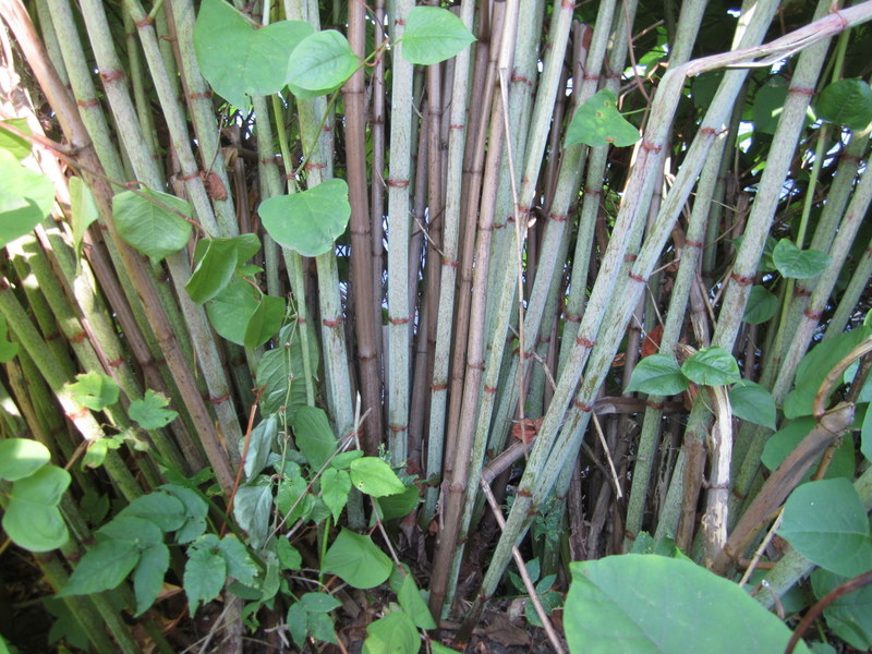 FALLOPIA  JAPONICA 23-07-2011 16-12-04.JPG