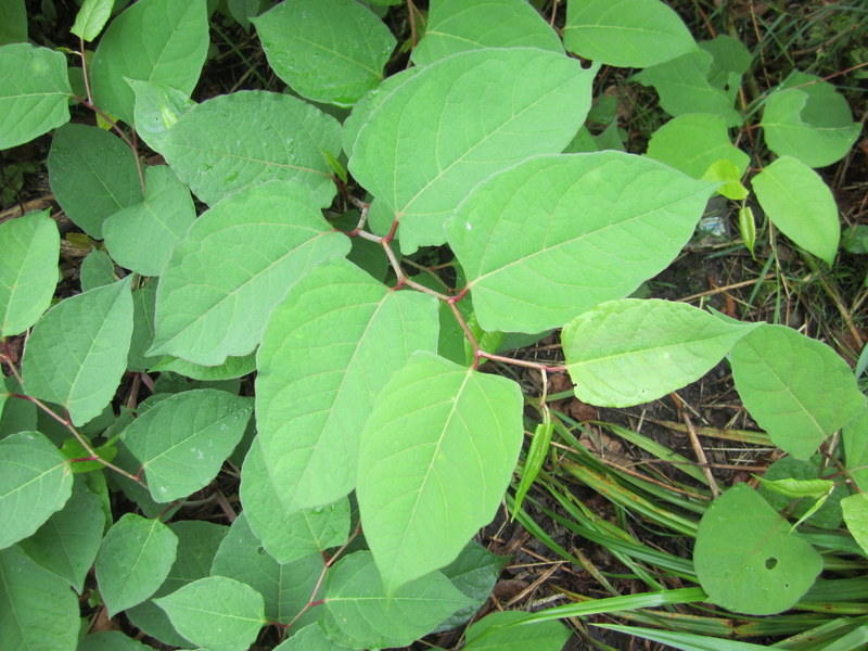 FALLOPIA  JAPONICA  JAPANESE  KNOTWEED 16-Aug-12 10-32-46 AM.JPG