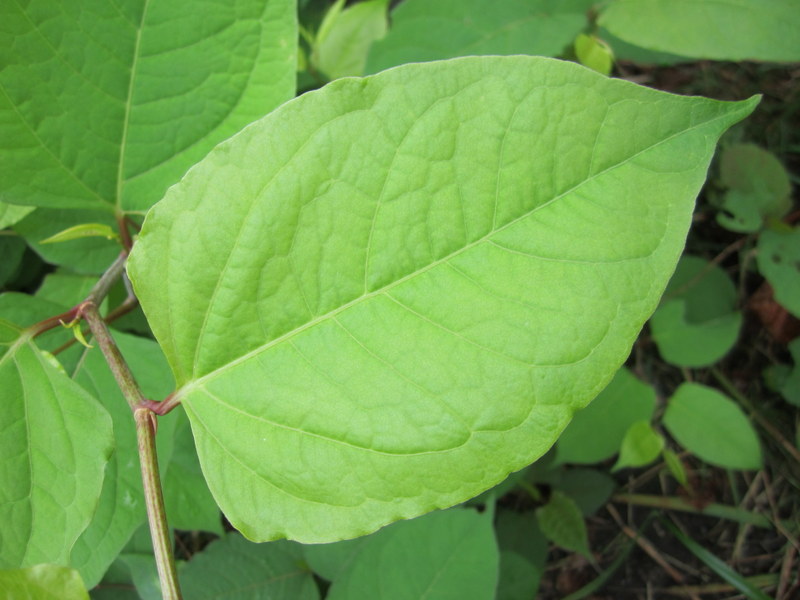 FALLOPIA  JAPONICA  JAPANESE  KNOTWEED 16-Aug-12 10-33-08 AM.JPG