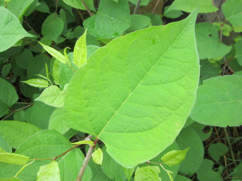 FALLOPIA  JAPONICA  JAPANESE  KNOTWEED 16-Aug-12 10-33-16 AM.JPG