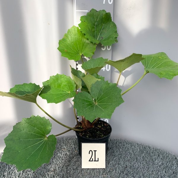 Farfugium-japonicum-2-litre-plant.jpg