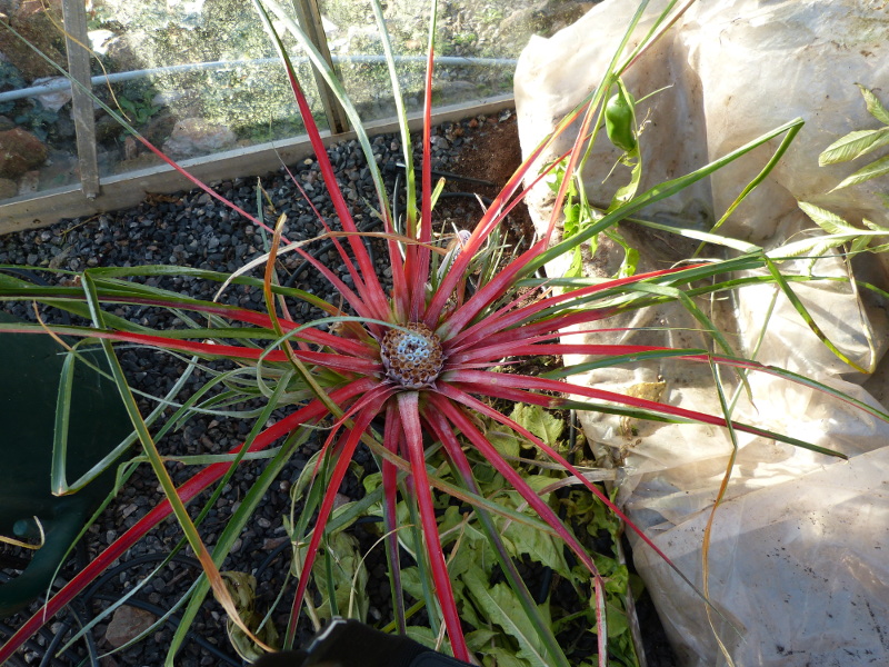 Fascicularia canaliculatum.JPG