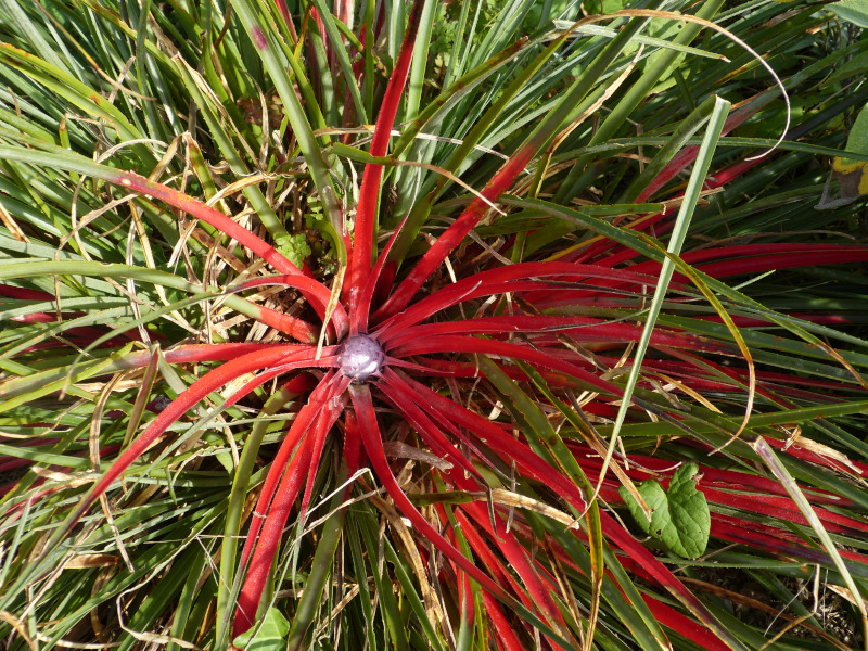 Fasicularia bicolor canalicatus.JPG