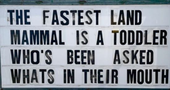 Fastest Land Mammal.jpg