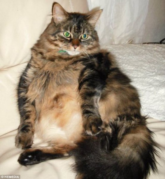 fat cat.jpg