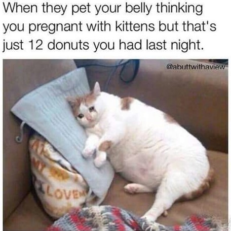 Fat Cat.jpg