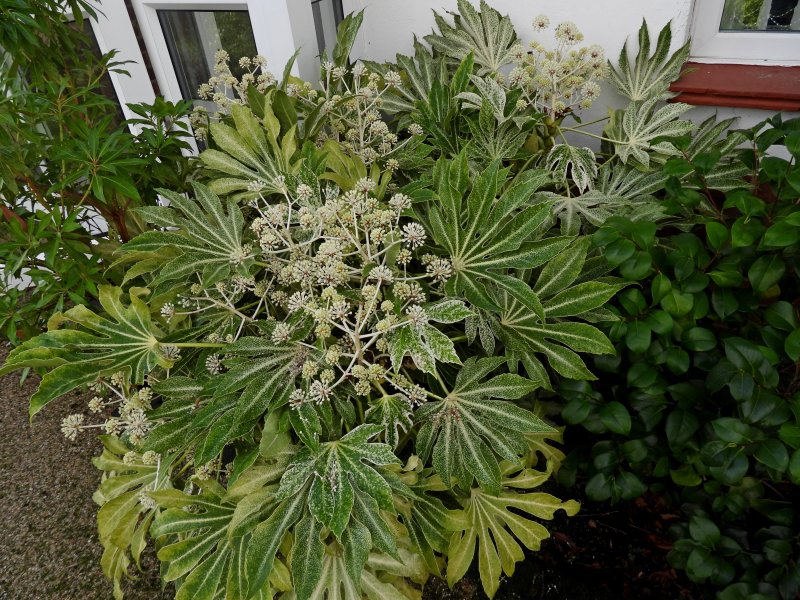 fatsia (2).JPG