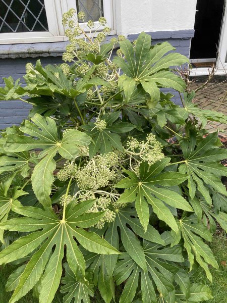 Fatsia japonica.jpg