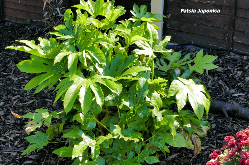 Fatsia Japonica.JPG