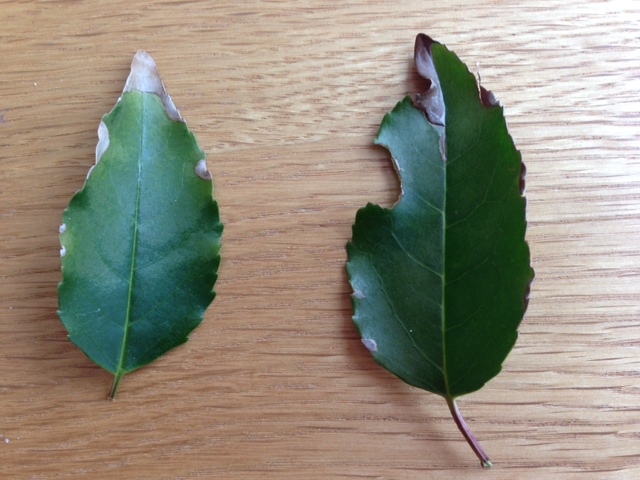 fatsia japonica leaves.JPG