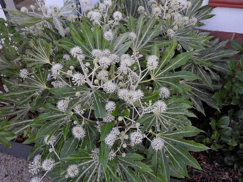 fatsia.JPG