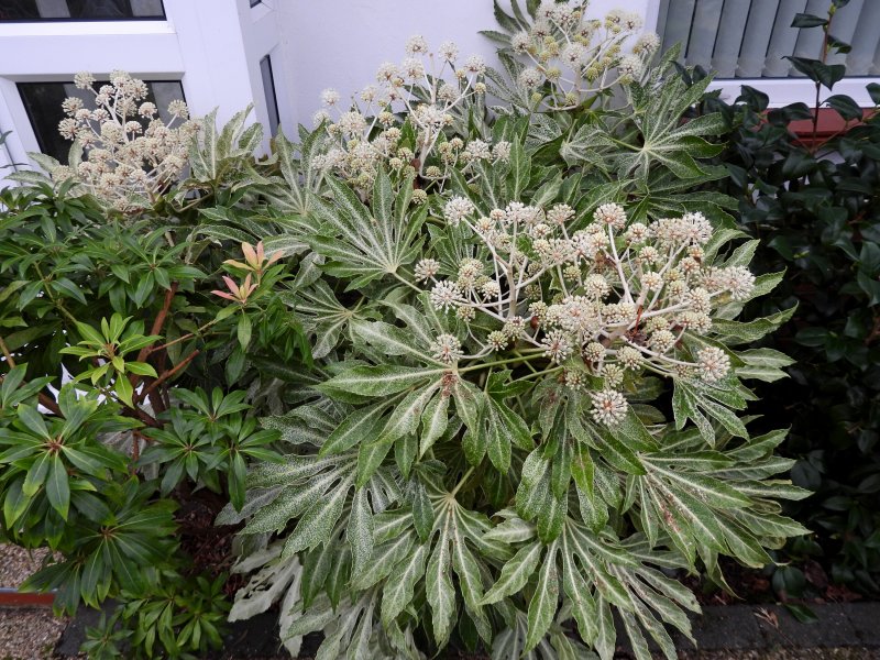 fatsia  s web.JPG