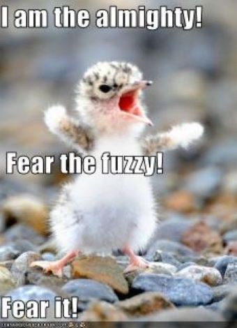 Fear the fluffy.jpg