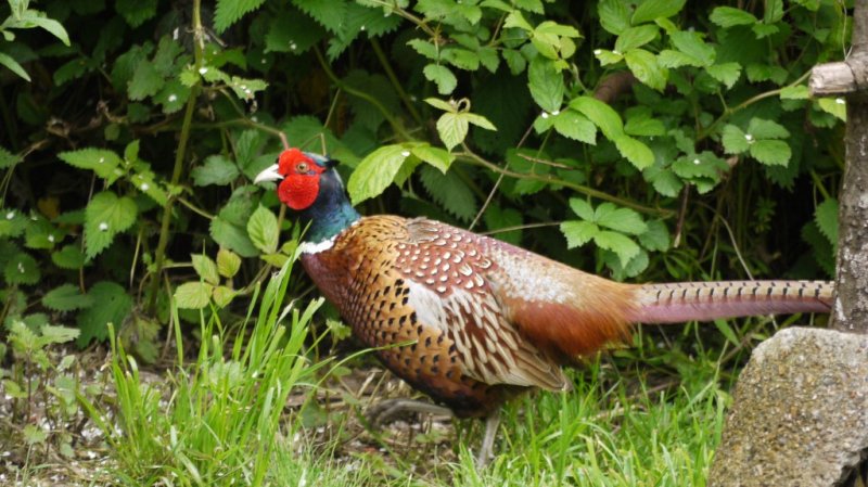 Feathers birds 20 May 2012 001 (1024x575).jpg