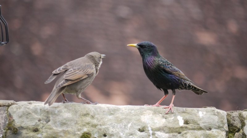 Feathers birds 20 May 2012 014 (1024x575).jpg