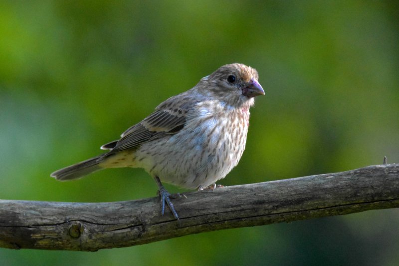 Female House Finch gc.jpg