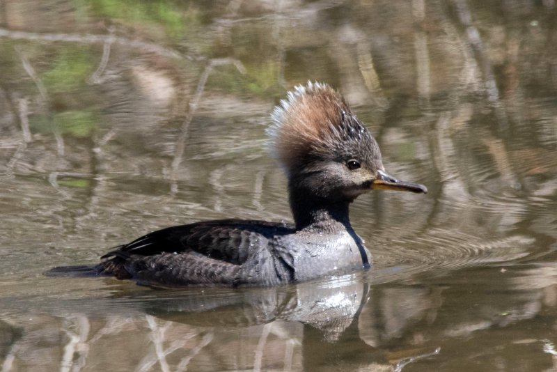 Female Merganser.jpg