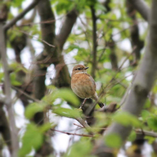 Female Stonechat Snapseed.jpg