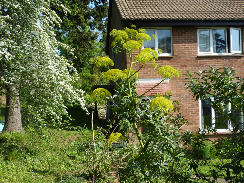 Ferula communis.JPG