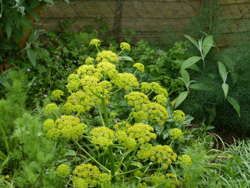 Ferula communis.JPG