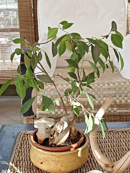 Ficus 2 Nov 22.jpg