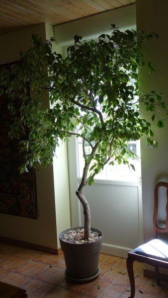 Ficus benjamina.jpg