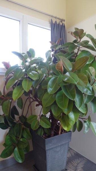 Ficus elastica R.jpg