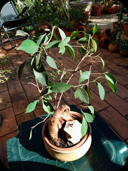 Ficus Gingseng 20 Feb 24.jpg