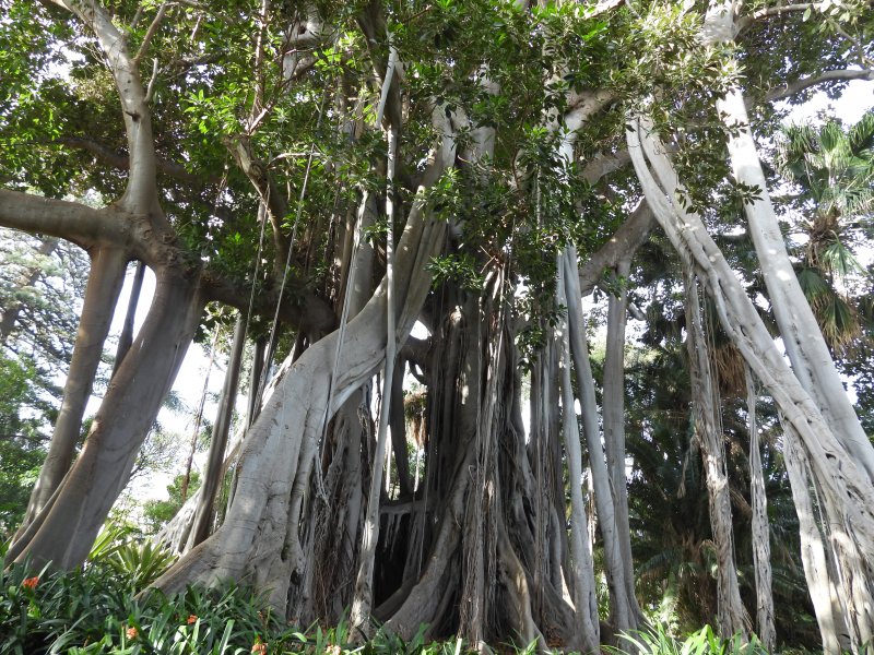 Ficus macrophylla.JPG