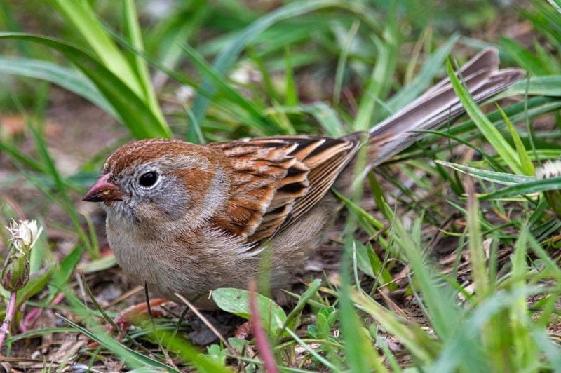 Field Sparrow GC.jpg